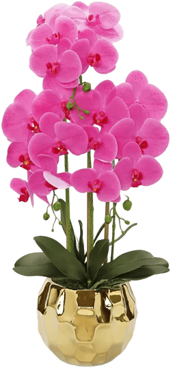 Orchid Plant in Round Hammered Vase