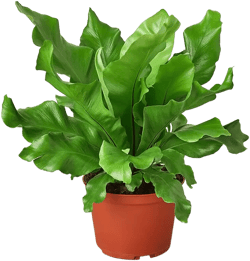 Bird's Nest 'Nidus' Fern Live Plant, 6" Pot