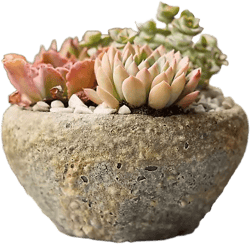 Barnacle Button Bowl Planter