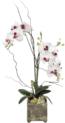 Lovingly Opulent Double Orchid Plant