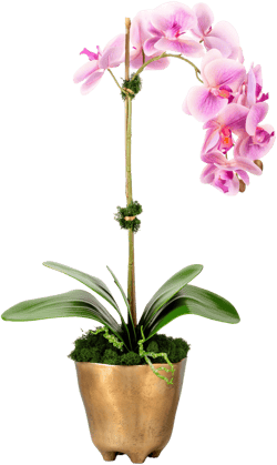 CocoBella Axel RealTouch Orchid Arrangement
