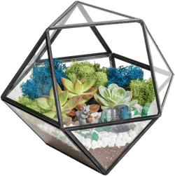 Black Geometric Glass Terrarium Kit with Live Succulent