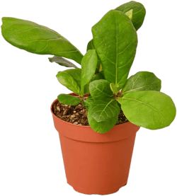 Fiddle Leaf Fig Ficus Lyrata Live Plant, 4" Pot