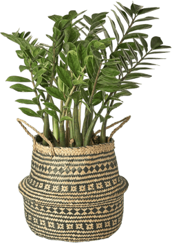 Artera Woven Seagrass Plant Basket - Wicker Belly Basket Planter Indoor with Plastic Liner and Handles, Natural Plant Pot for Fiddle Leaf Fig Tree, Snake Plant and Monstera. (L, Black Striped)