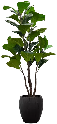 Artificial Fiddle Tree in Wooden Pot, 48"