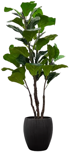 Artificial Fiddle Tree in Wooden Pot, 48"
