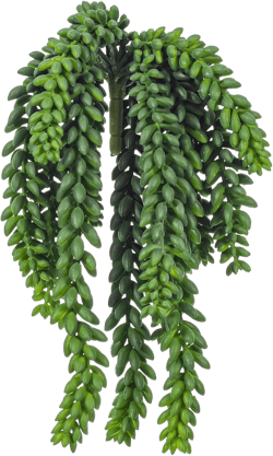 Vickerman 13" Plastic Artificial Green Donkey Tail Bush - Decorative Faux Spray of Durable Polyester - Faux Hanging Plant - Hanging Plant for Home or Office - Decorative Plants