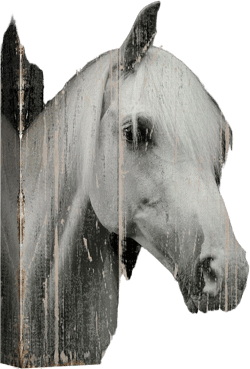 wall26 Canvas Print Wall Art Black & White Horse Portrait on Wood Panels Animals Wildlife Digital Art Realism Rustic Scenic Nature Photography Colorful for Living Room, Bedroom, Office - 32"x48" 48L" x 32W" Artwork - 02
