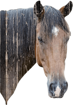 wall26 Canvas Print Wall Art Horse Portrait on Distressed Wood Panels Animals Wildlife Digital Art Realism Rustic Scenic Nature Photography Colorful for Living Room, Bedroom, Office - 12"x18" 18L" x 12W" Artwork - 01