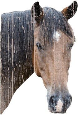 wall26 Framed Canvas Print Wall Art Horse Portrait on Distressed Wood Panels Animals Wildlife Digital Art Realism Rustic Scenic Nature Colorful for Living Room, Bedroom, Office - 16"x24" Natural 24L" x 16W" Artwork - 01