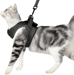 Cat Harness