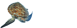 Sea Turtle Aquarium Background 18" x 48" / 55 Gallon and More/Rocky Fish Tank Background