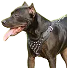 Spiked Dog Harness