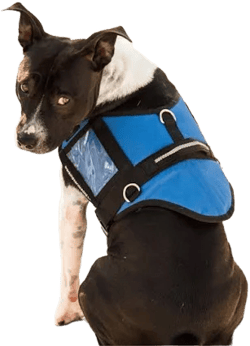 Padded Service Dog Vest