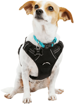 EveryYay Front Walking Reflective Dog Harness