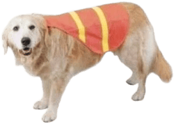Unbranded Dog Safety Vest
