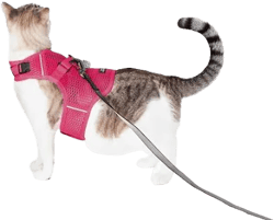 Sleepypod Martingale Cat Harness