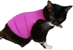 Canine Comfy Cat Vest