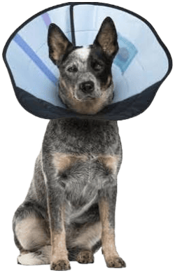 Calm Paws Soft Calming Recovery Dog E-Collar
