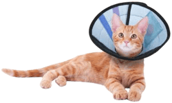 Calm Paws Soft Calming Recovery Cat E-Collar