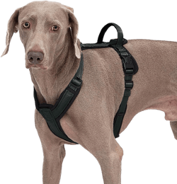 Dog Harness with Security Lock Buckle for Small Medium Large Dogs, Adjustable Dog Cooling Vest, Reflective No Pull No Choke Harness for Trail Running, Walking, Hiking, Camping