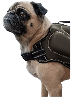Silver Paw Neoprene Dog Life Jacket