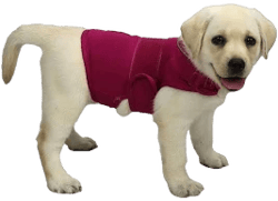 Cattamao Comfort Dog Anxiety Relief Coat