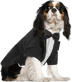 Formal Dog Tuxedo Suit