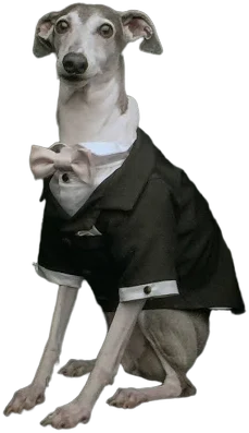 Black Wedding Dog Tuxedo