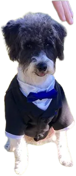 2 Piece Wedding Dog Tuxedo Jacket and White Satin Shirt