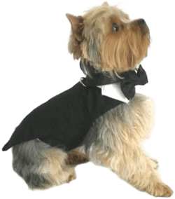 Black Dog Harness Tuxedo