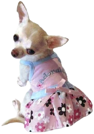 Dogo Sweet Floral Dog Dress