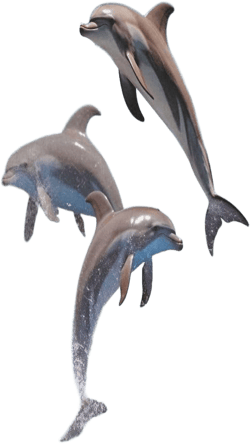 Nander 3 Piece Soft Cotton Towel Set - Eco Friendly, 1 Bath Towel, 1 Hand Towel, 1 Washclothe - Jumping Dolphins Blue Ocean