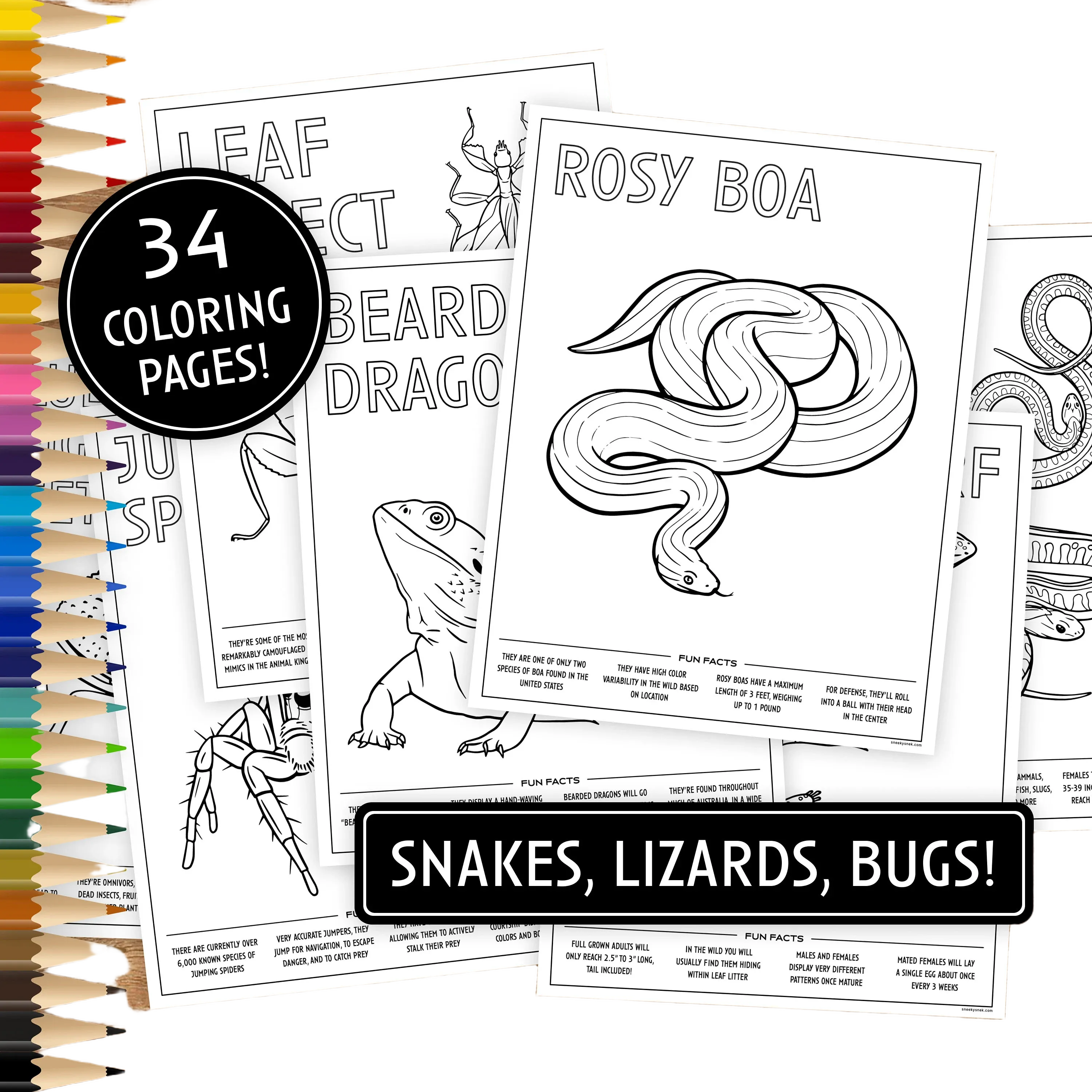 34 Printable Coloring Pages, Snakes & Lizards, Coloring Pages for Kids, Coloring Pages Printable, Digital Download, Animals, Reptiles