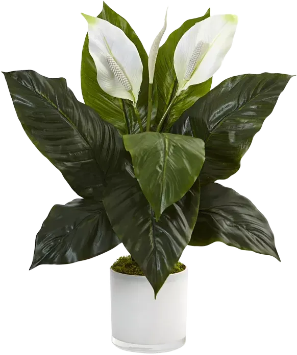 Nearly Natural Spathiphyllum Flowering Peace Lily Artificial  Plant in Glossy Glass Planter