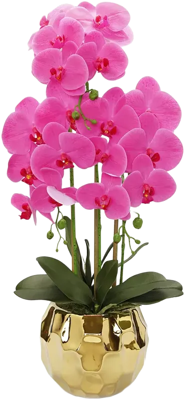 Orchid Plant in Round Hammered Vase