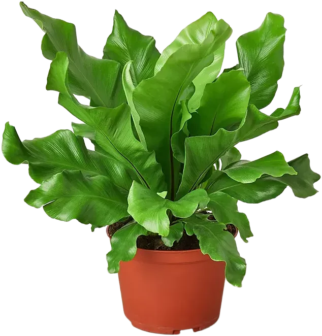 Bird's Nest 'Nidus' Fern Live Plant, 6" Pot