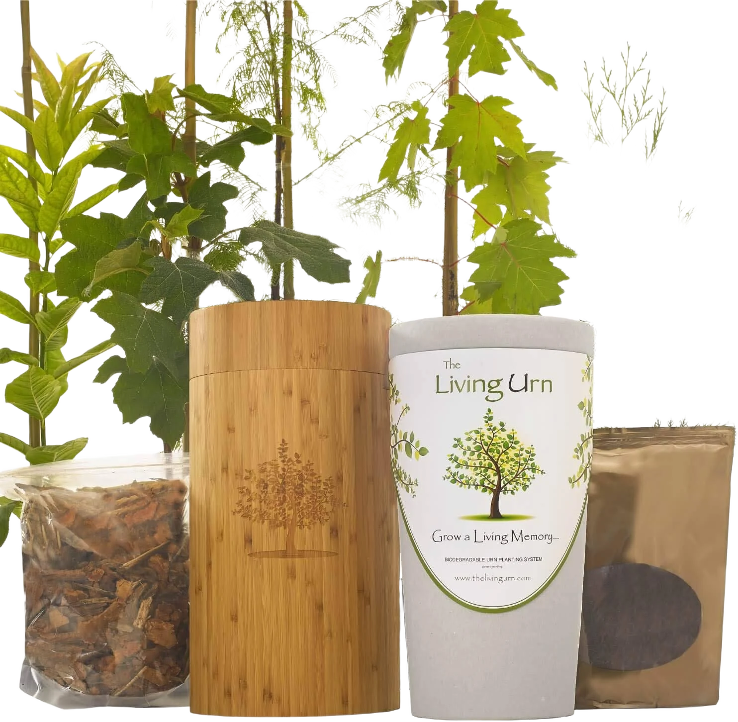 Cremation Ashes The Living Urn