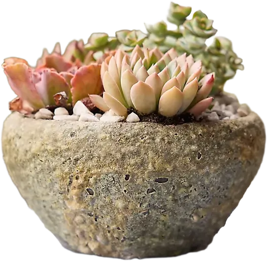 Barnacle Button Bowl Planter