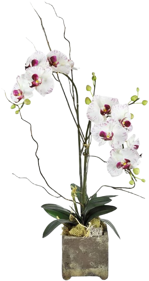 Lovingly Opulent Double Orchid Plant