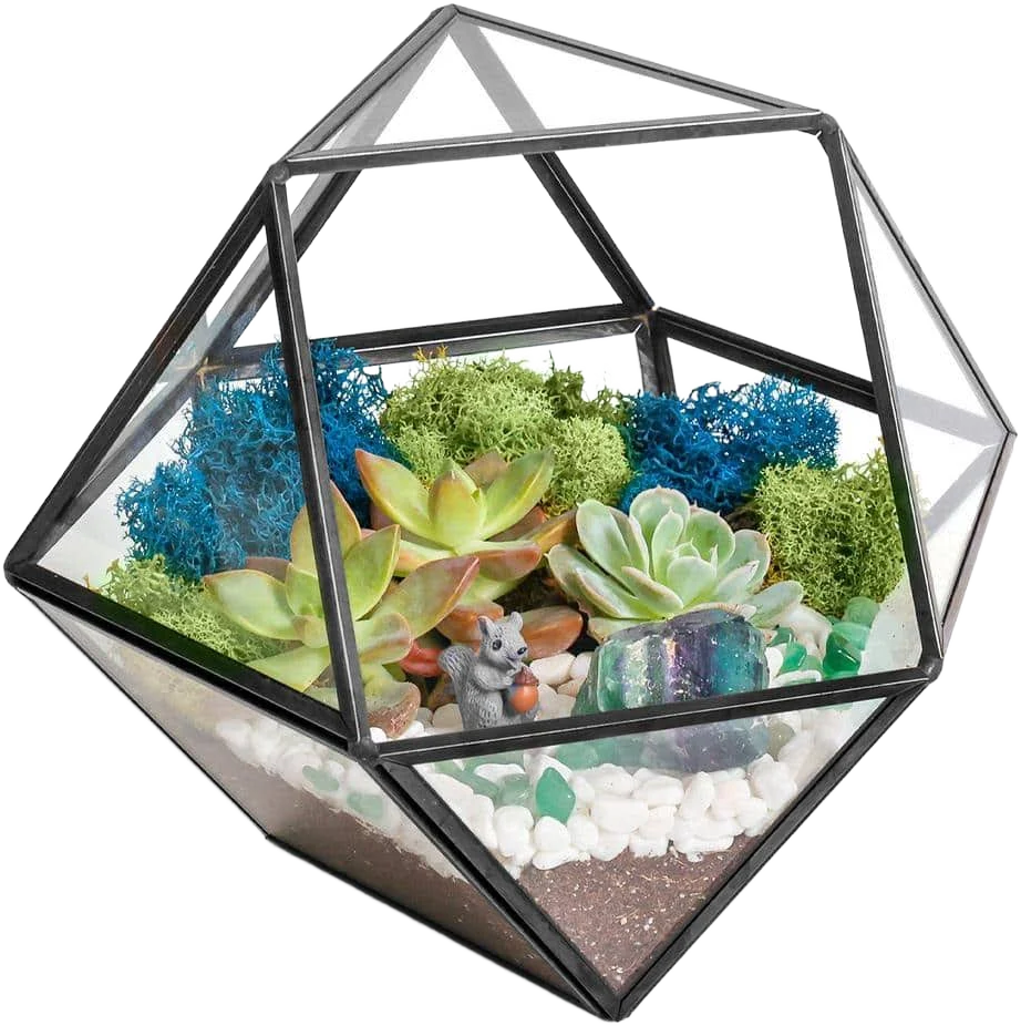 Black Geometric Glass Terrarium Kit with Live Succulent