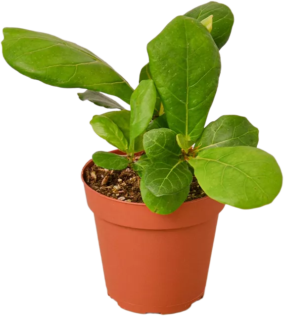Fiddle Leaf Fig Ficus Lyrata Live Plant, 4" Pot