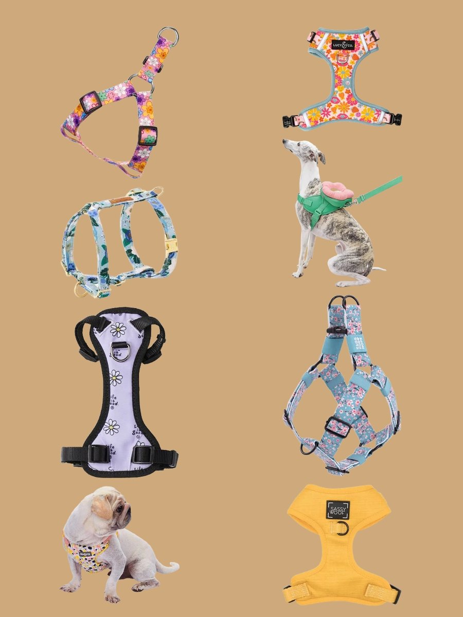 Chic and Colorful: Small Dog Harness Vest Delight