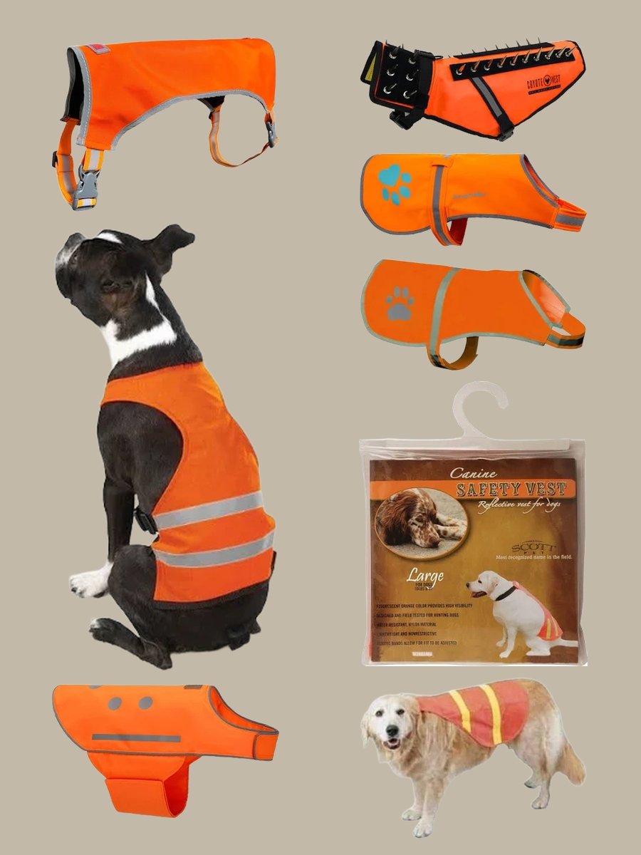 Orange Dog Vest: Trend Alert for Your Canine Chic