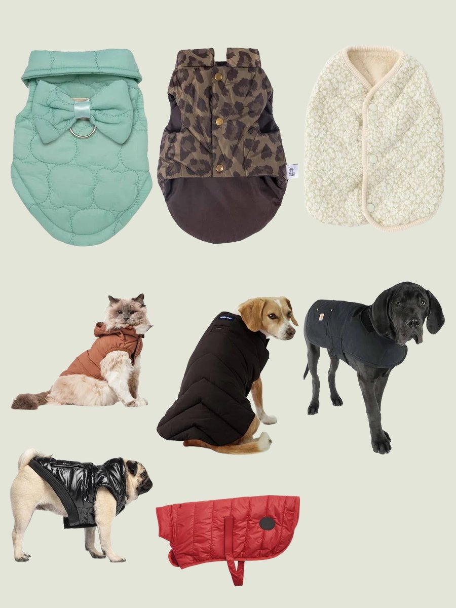 Discover Dogs in Vests: Style Your Pup Today!